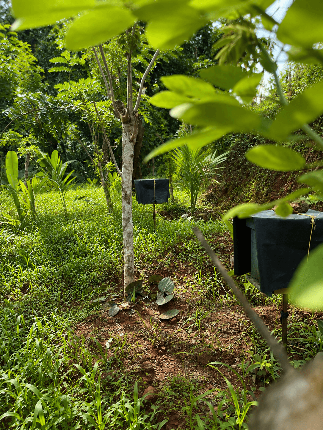 Our bee farm